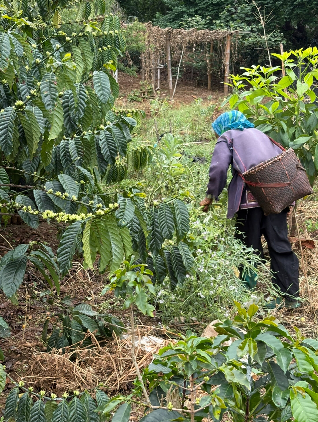 Productora trabajando entre los cafetos en flor con su cesta de bambú
