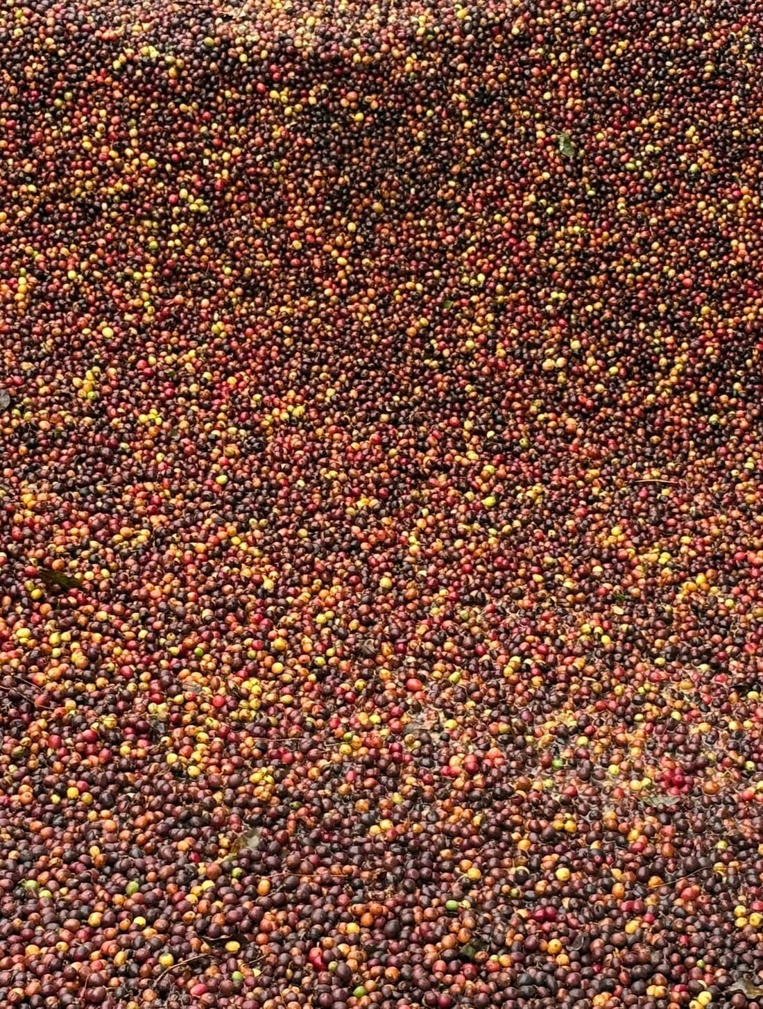 Cerezas de café maduras recién cosechadas